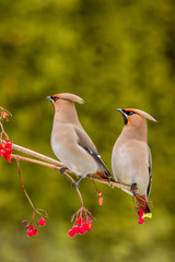 Bohemian Waxwing - Bombycilla garrulus - feeding on a berries in winter time