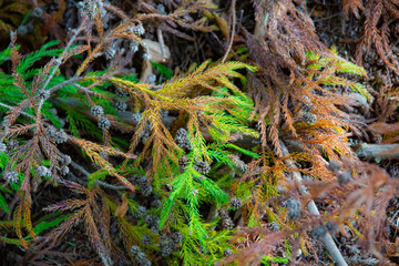 杉の木のグラデーション