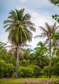 Coconut palms in the wild jungle grow on the beach of a tropical island in the Ocean