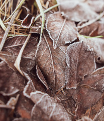 Frozen leaves on the ground in the park
