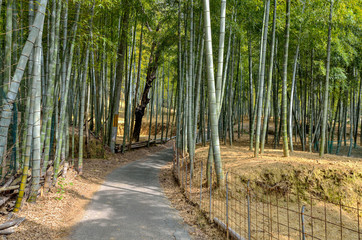 Obraz premium 京都一周トレイル 東山コース