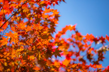 紅葉した楓　