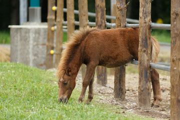 日本の北海道東部・夏、牧場の馬
