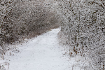 Winter alley with falling snow, landscape covered with snow. Christmas concept, Europe