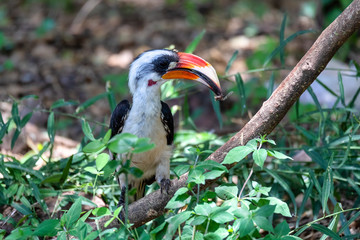 Fototapeta premium bird Von der Deckens Hornbill with insect in beak. Tockus deckeni, Lake Chamo, Arba Minch, Ethiopia wildlife