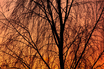 Leafless tree branches in the morning