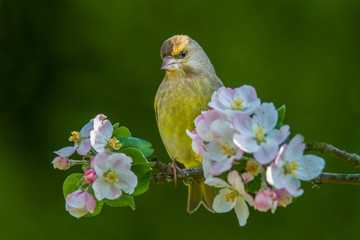 Male Eurasian greenfinch (Chloris chloris) on a blossoming branch