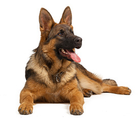 Portrait of a german shepherd dog isolated on white background