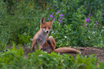 Fototapeta premium Mammals - European Red Fox (Vulpes vulpes).