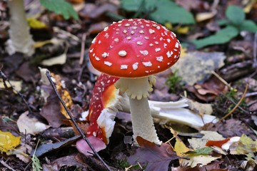 fly agaric mushrooms in the forest