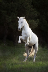 Obraz na płótnie Canvas White horse rearing up at sunlight