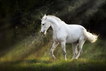 Obraz na płótnie Canvas White horse make piaff on sunlight