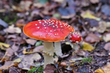 fly agaric in the forest
