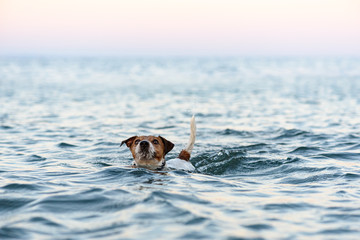 Funny dog playing in sea swimming and diving into water