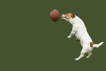 Underdog team strives to win concept with funny jumping dog catching ball for american football