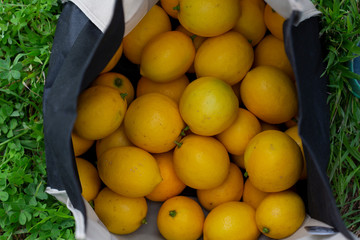 lemons being harvested from lemon trees