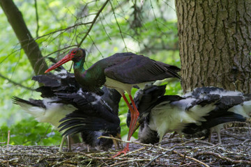 Black stork with youngs on the nest in the dark of the european forest, beautiful and big bird in the woodlands of Slovakia, Ciconia nigra.
