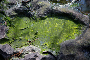 Moss in the rainforest