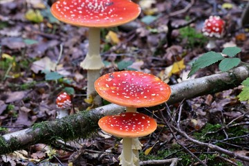 red fly agaric mushroom in forest