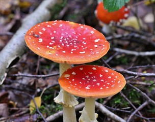 fly agaric in the forest
