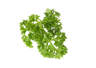 Fresh parsley leaves isolated on white background. This has clipping path. 