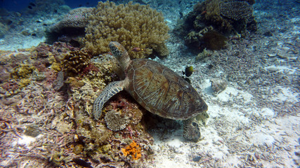 large tortoise swims along coral in habitat