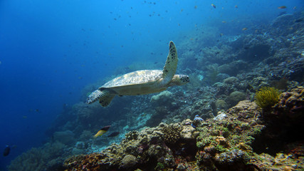 Fototapeta na wymiar large tortoise swims along coral in habitat