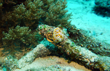 marine nudibranch mollusks bright beautiful and invisible in the natural environment