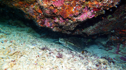 Fototapeta na wymiar large tortoise swims along coral in habitat