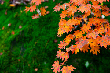 紅葉の阿寺渓谷