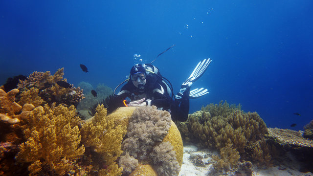 Diver Swimming Along The Coral Reef In The Philippine Sea