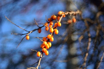 Autumn harvest of sea buckthorn.