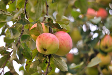 The collection of garden apples.
