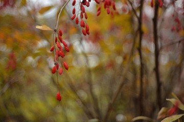 Collection of ripe barberry.