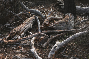 Pile of logs, sticks and bark, other pieces of woods from fallen tree outside surrounded by other organic and decomposing mulch in Tasmania, Australia.
