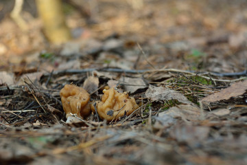spring forest mushrooms (Gyromitra gigas), the first spring mushroom