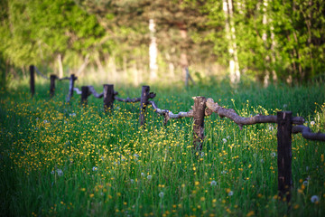 Wooden authentic homemade fence made of branches in high grass with wild flowers. Trodden path along the fence in the field, Russian village