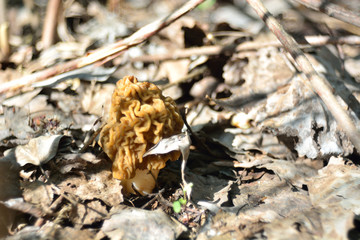 spring forest mushrooms (Gyromitra gigas), the first spring mushroom