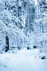 Tracks from the wheels of a car in a snowy winter forest. Winter landscape. Harsh Russian winter.