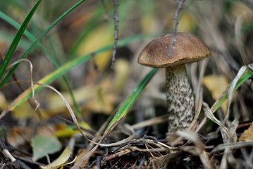 Picking mushrooms in the forest