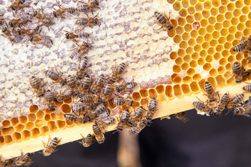 Close up view of working bees on honeycomb with sweet honey..