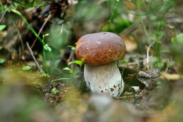 Picking mushrooms in the forest