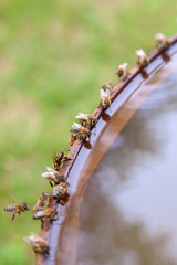 Bees drinking water in hot summer day..