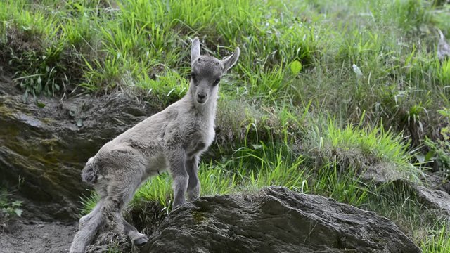 Cute young Alpine ibex (Capra ibex) on rock