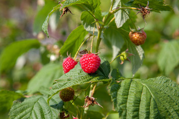 Ripe and unripe raspberry in the fruit garden. Growing natural bush of raspberry. Branch of raspberry in sunlight..