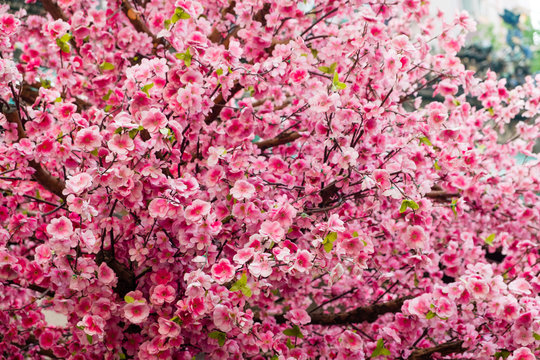 Cherry tree closeup, blooming pink cherry blossom -