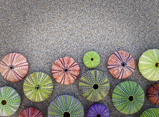 collection of colorful sea urchin shells on wet sand beach, space for text