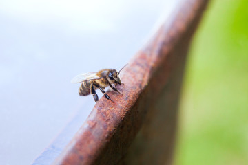 Close up of a curious bee in the human world.