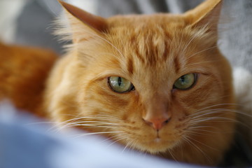 ふわふわな猫ちゃん