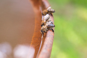 Close up of bee drink water on the brown vintage backgrond.
